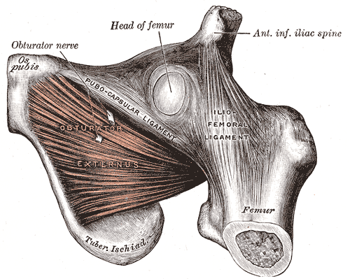 The Obturator externus2